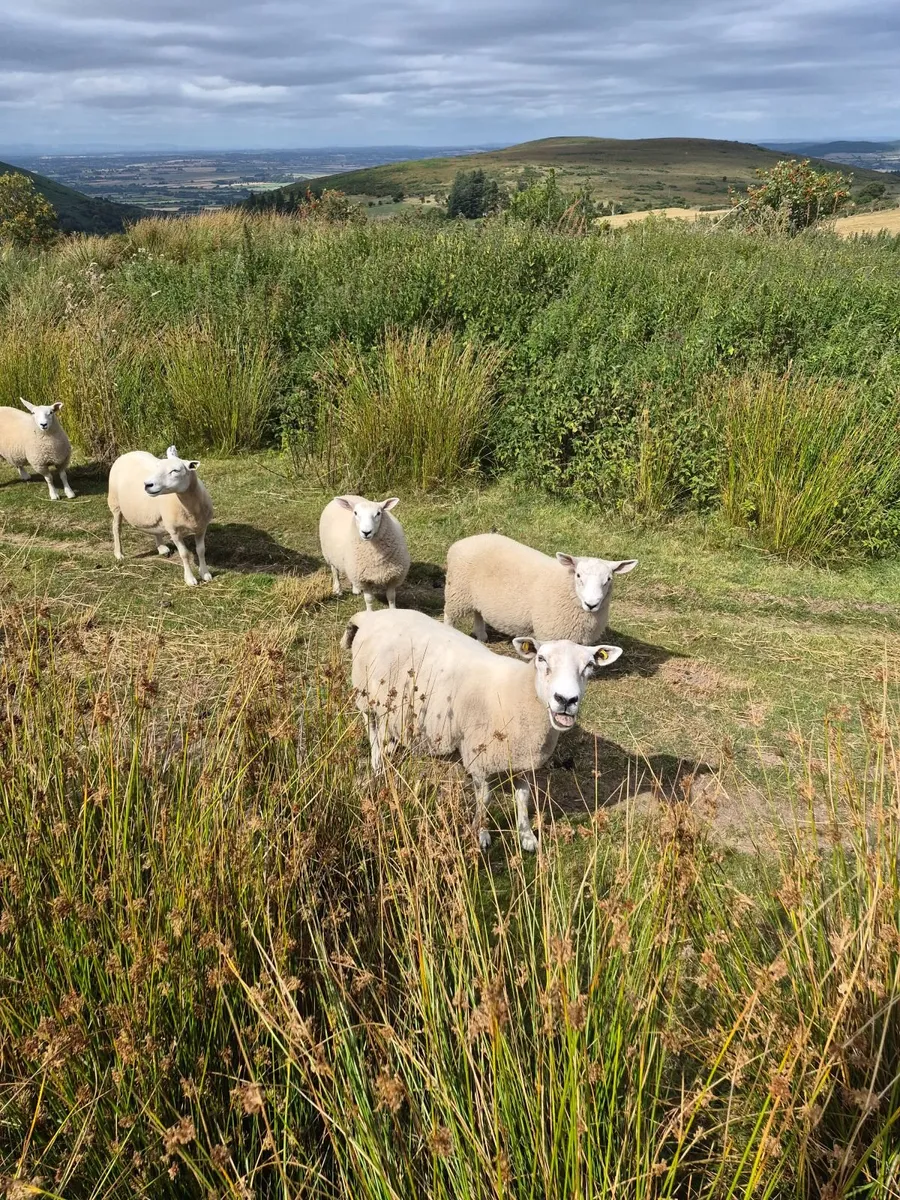 Cheviot x ewes - Image 1