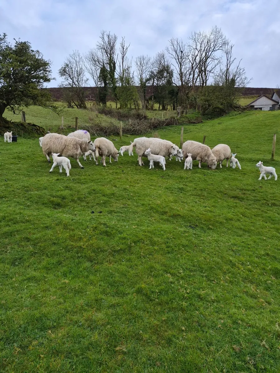 Cheviot x ewes - Image 2
