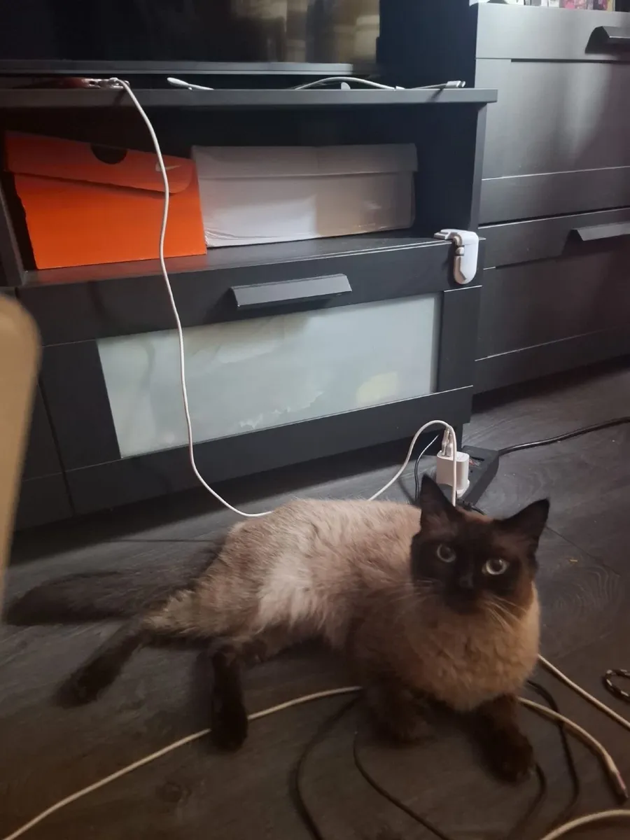 Cats - Image 1