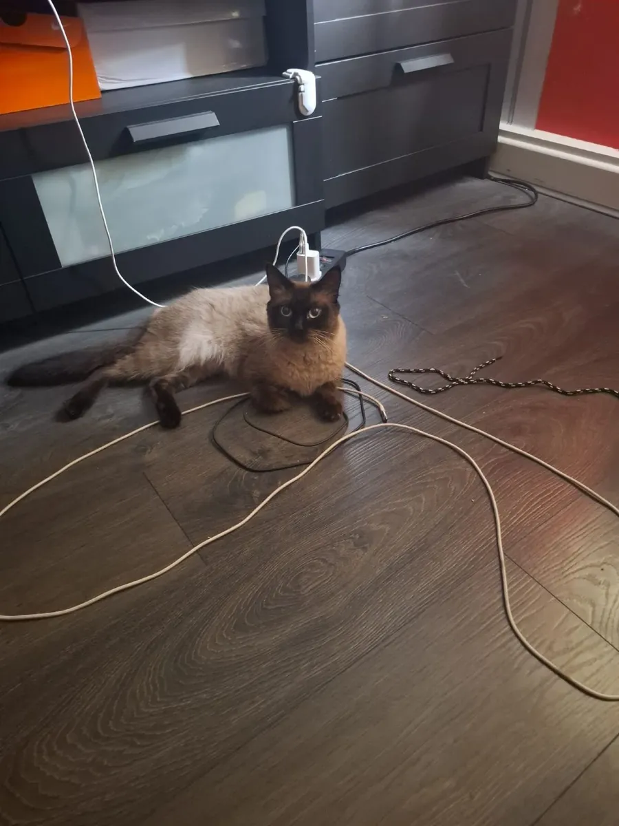 Cats - Image 2