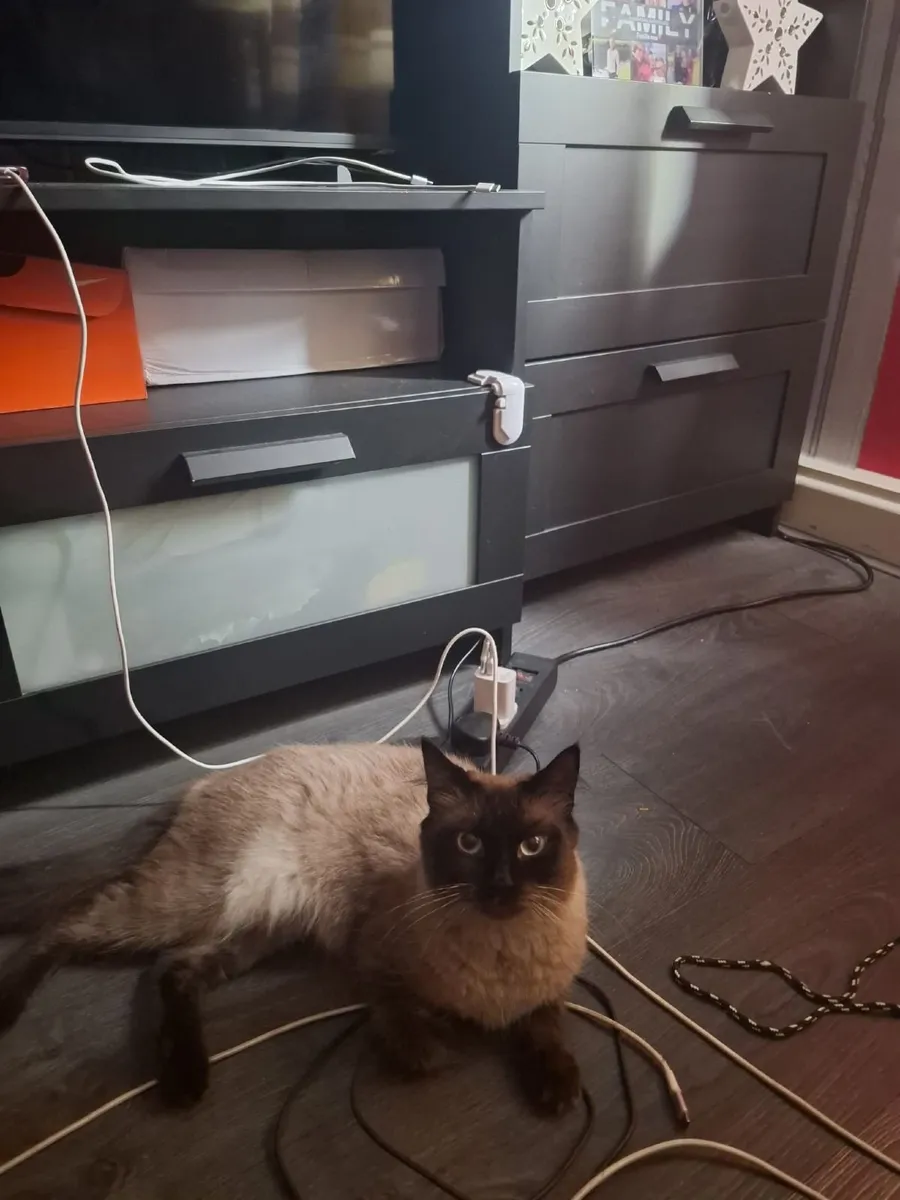 Cats - Image 4