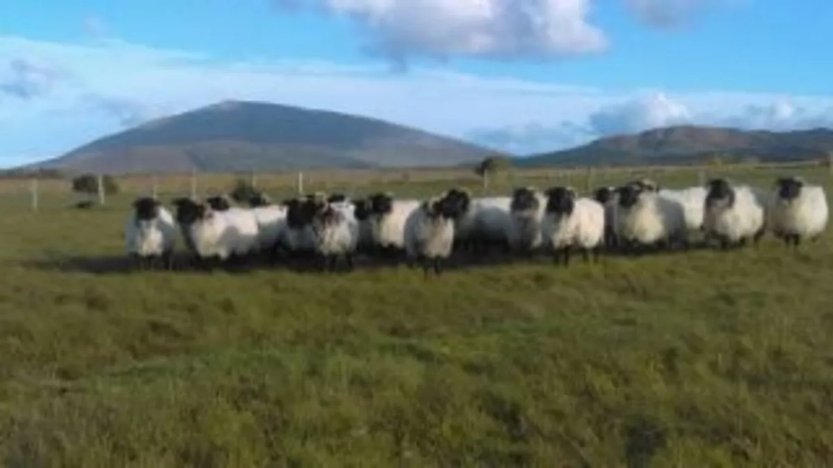 sheep - Image 1