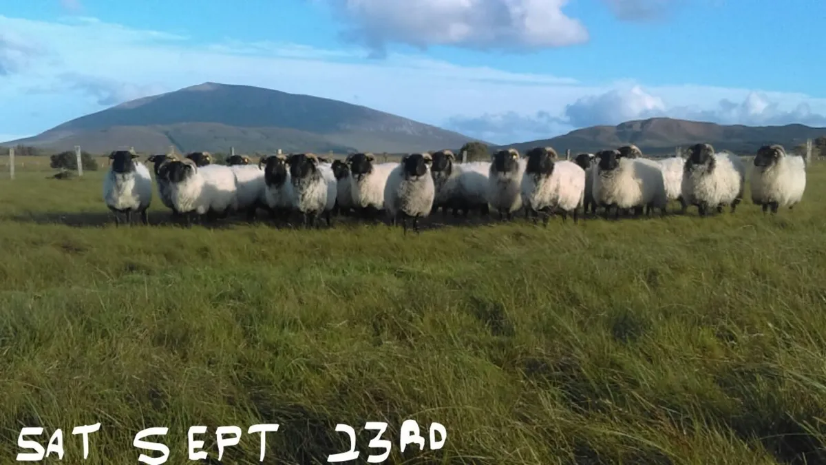 sheep - Image 2