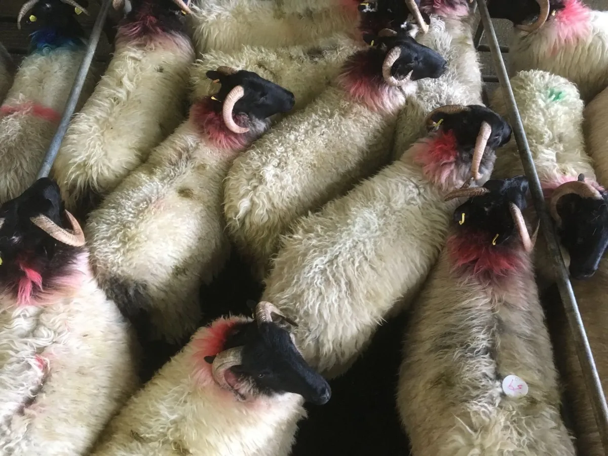 sheep - Image 4
