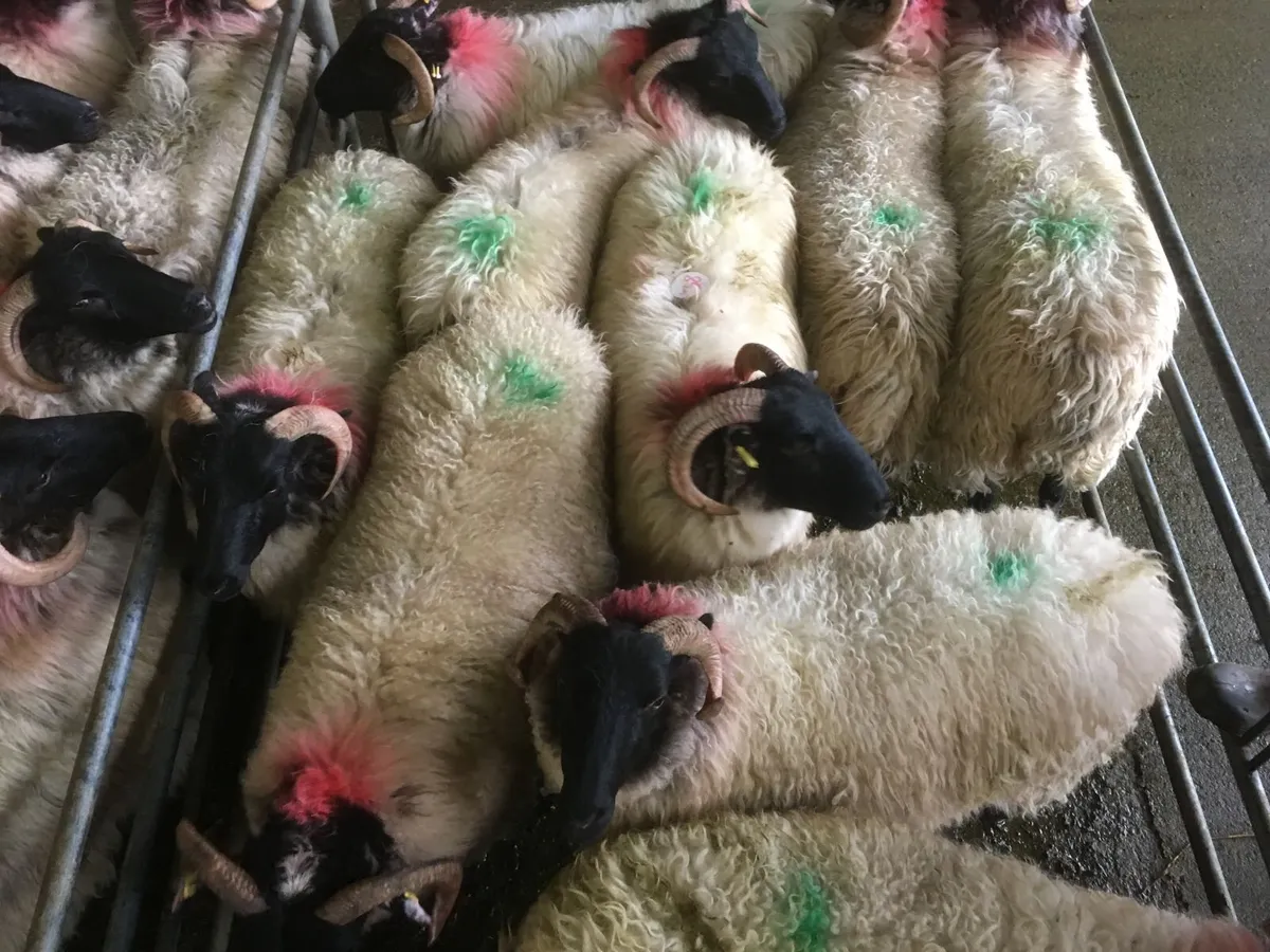 sheep - Image 3
