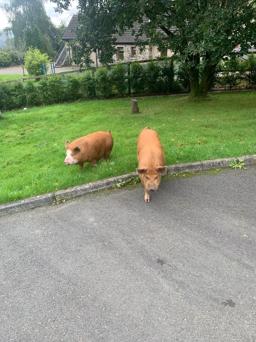 Pigs - Image 1