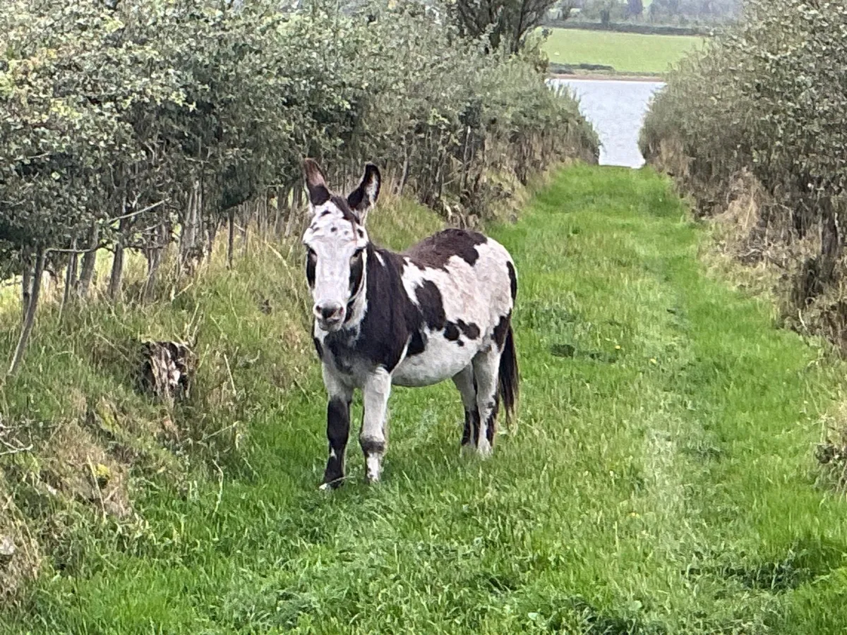 Male Donkey - Image 2