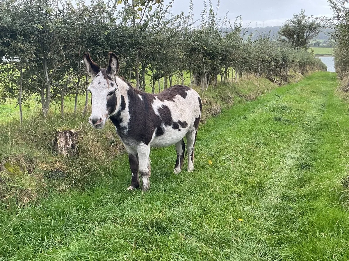 Male Donkey - Image 3
