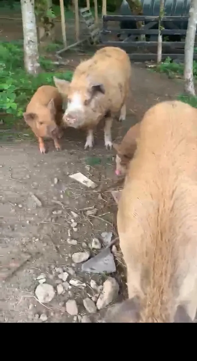Pigs - Image 2