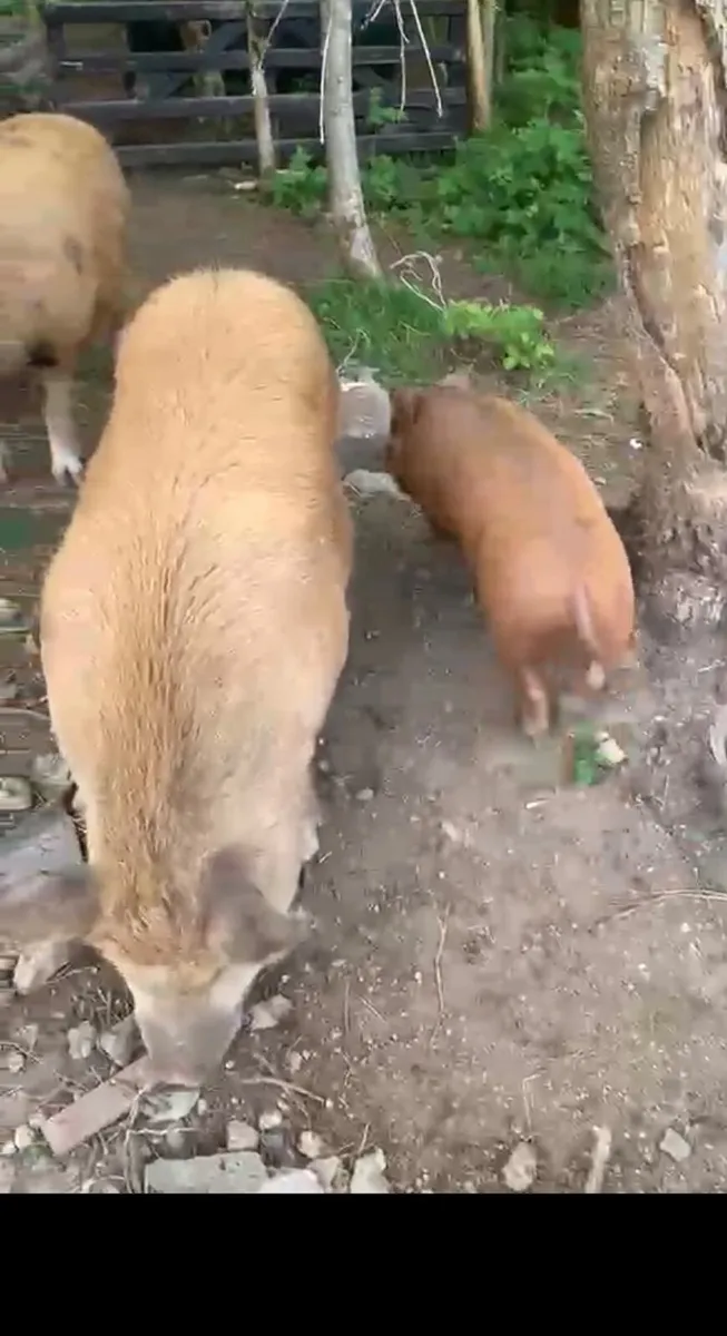 Pigs - Image 3