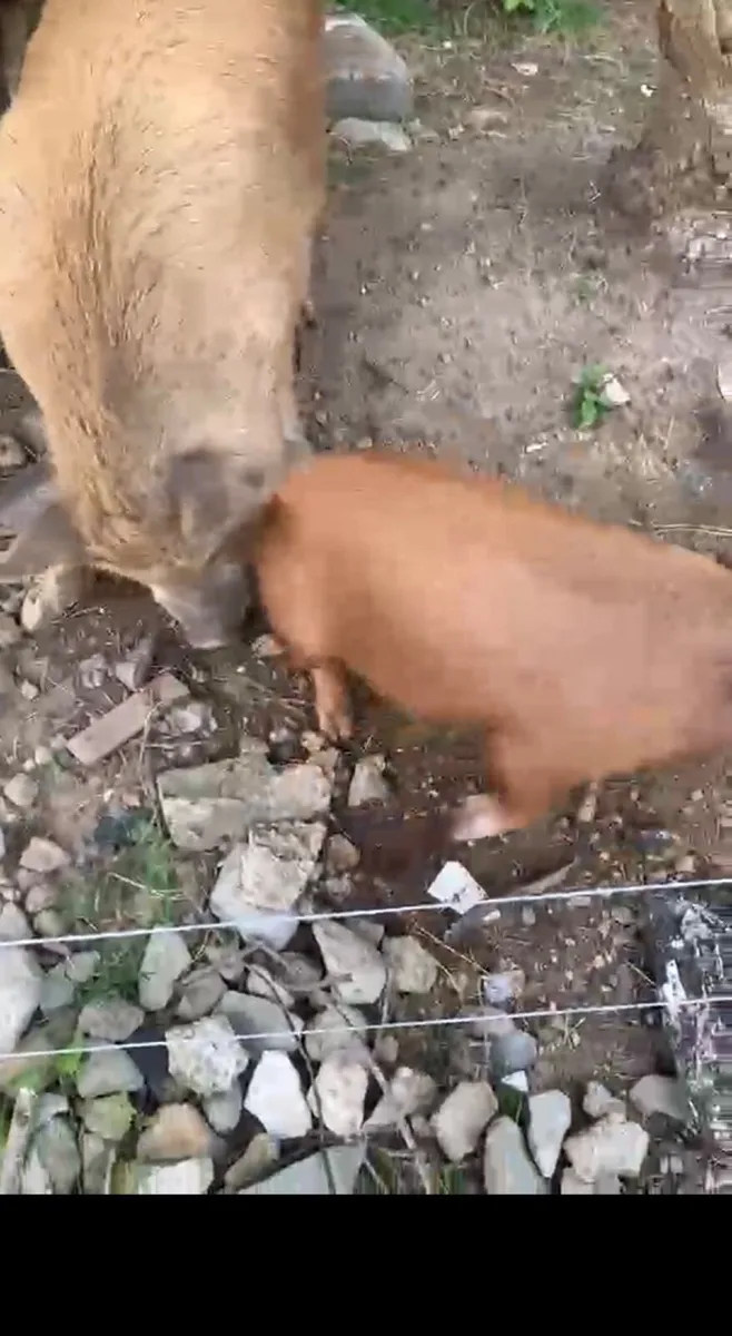 Pigs - Image 4