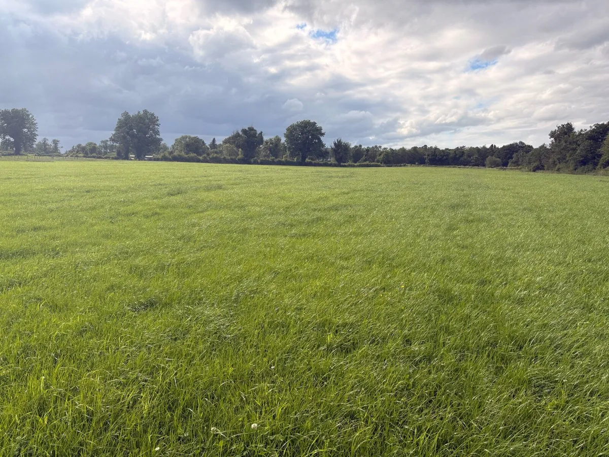 Standing Grass