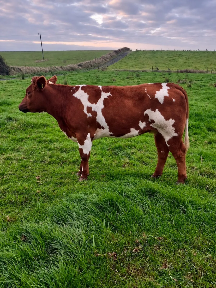 Breeding Heifers Ennis Mart Thurs 24th Sept - Image 2