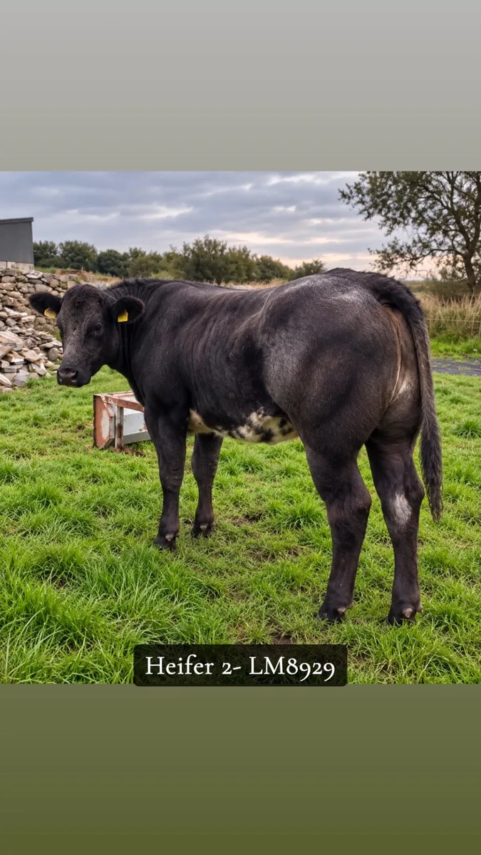 Breeding Heifers Ennis Mart Thurs 24th Sept - Image 4