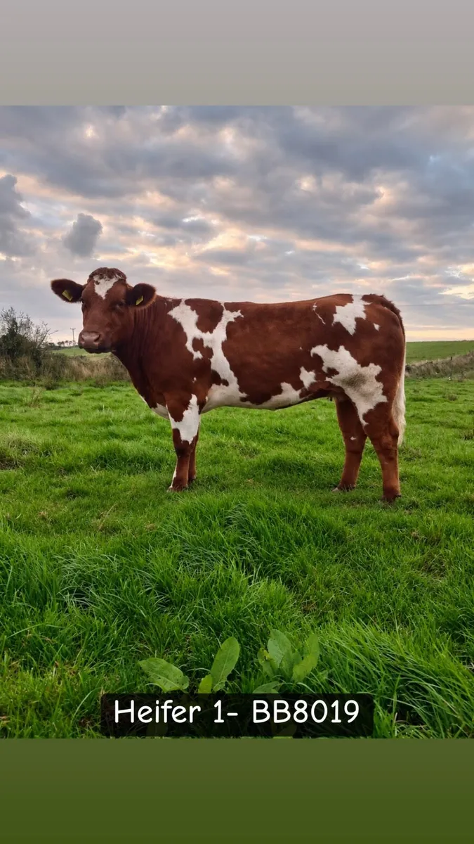 Breeding Heifers Ennis Mart Thurs 24th Sept - Image 1