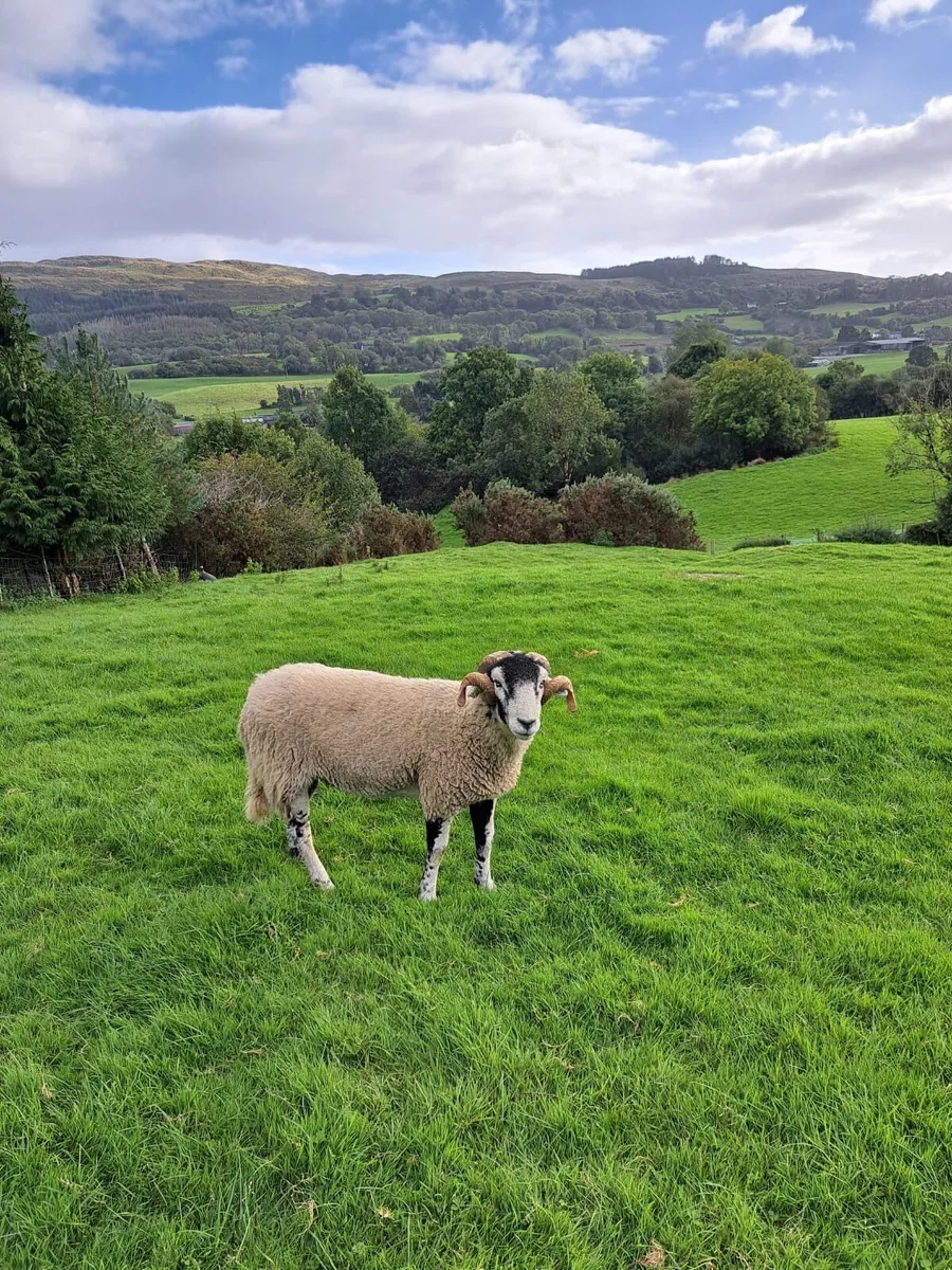 Fully Organic Purebred Swaledale Hogget Rams - Image 2