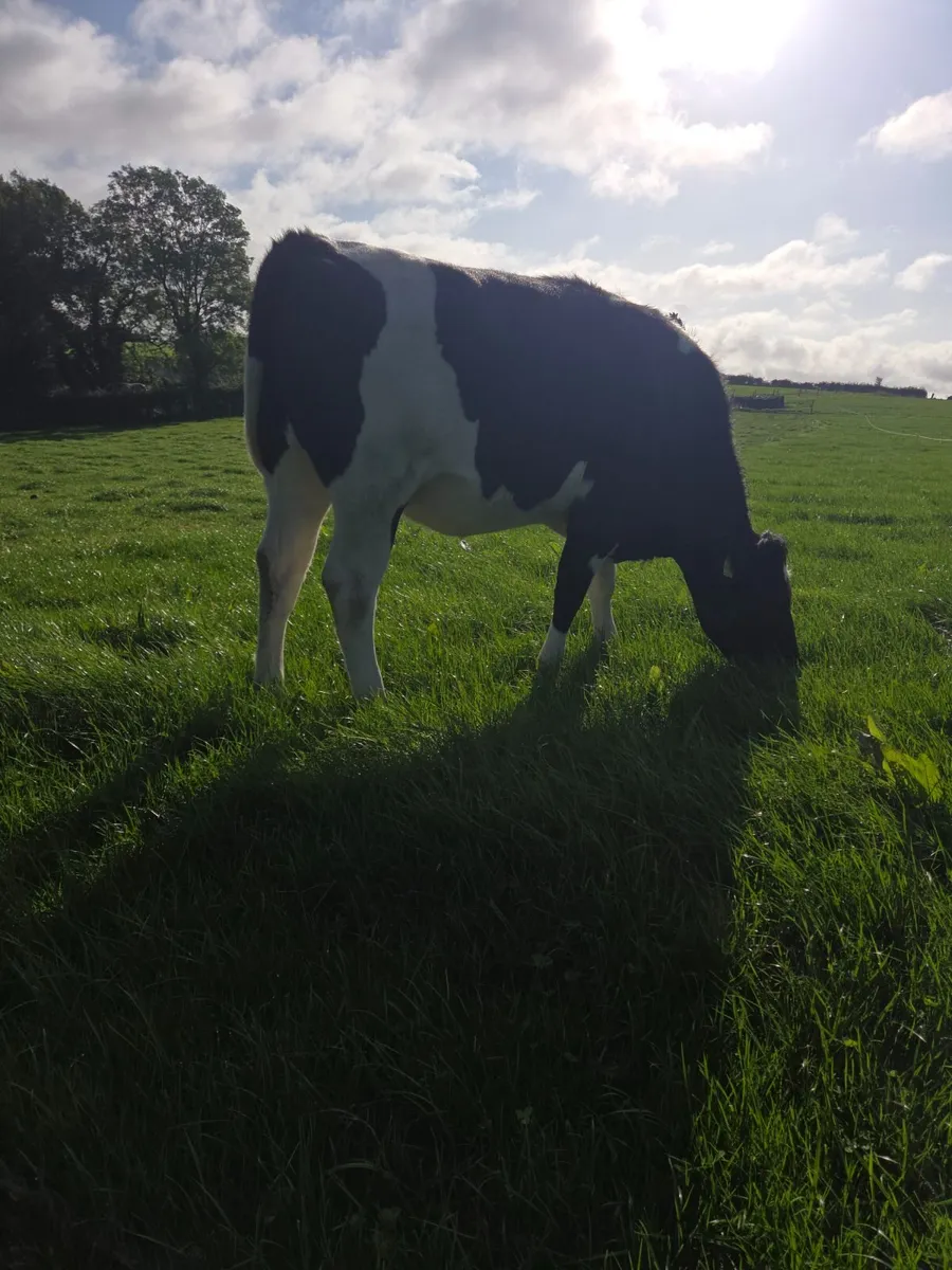 In calf Friesan Heifers - Image 2