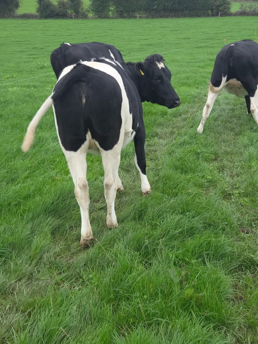 In calf Friesan Heifers - Image 3