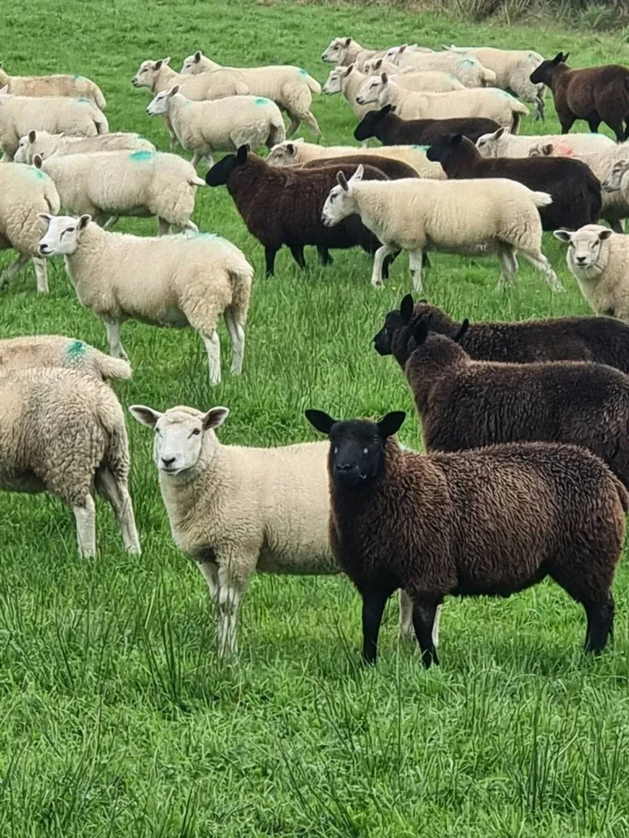 Store Lambs - Image 2
