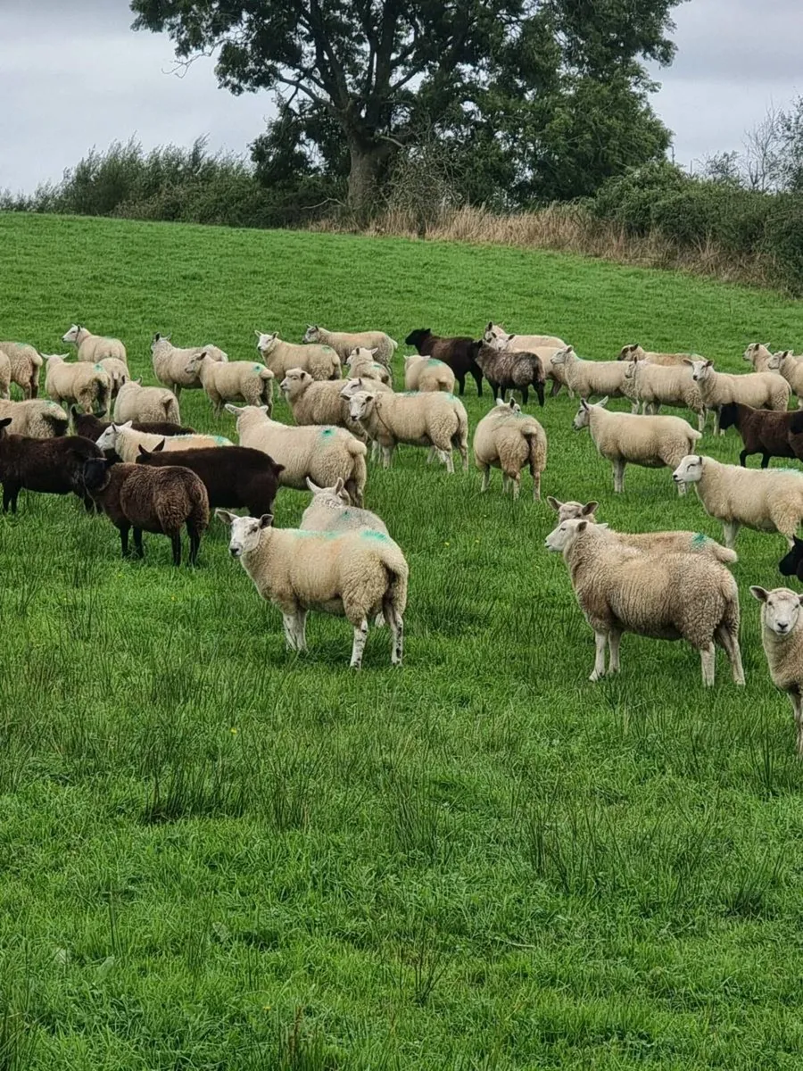 Store Lambs - Image 3