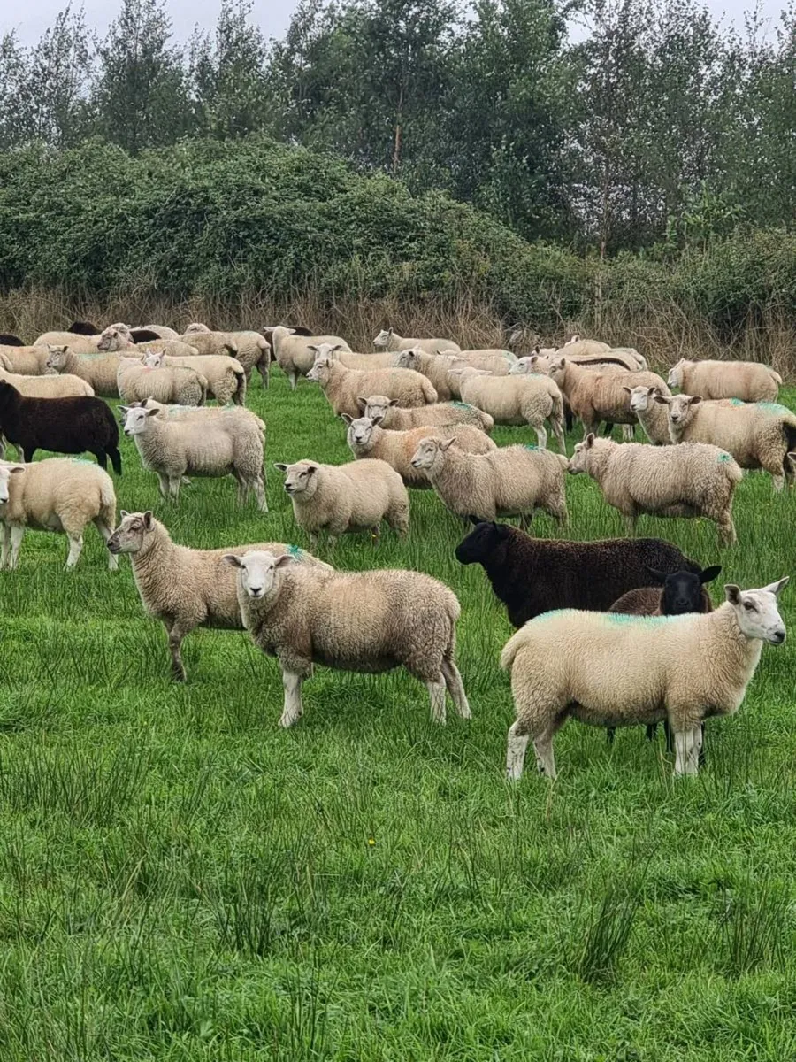 Store Lambs - Image 4