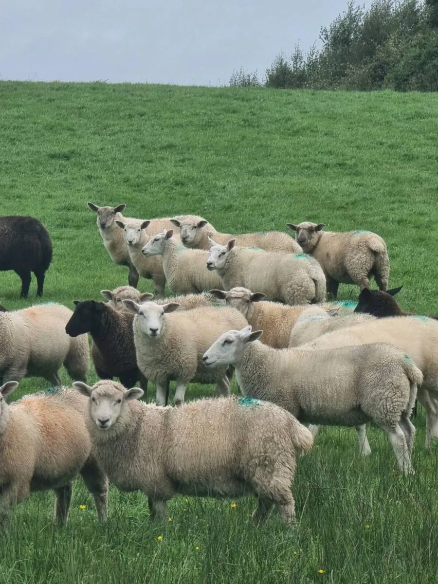 Store Lambs - Image 1