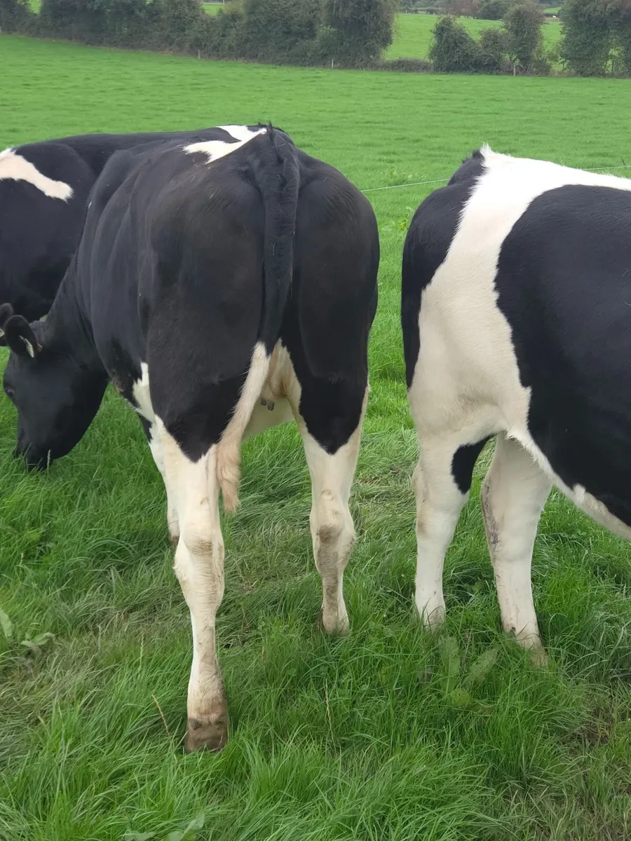 In calf Friesan Heifers - Image 1