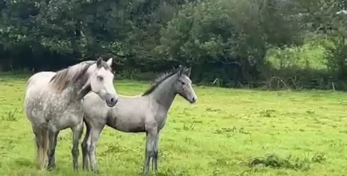 Connemara Colt Foals - Image 3
