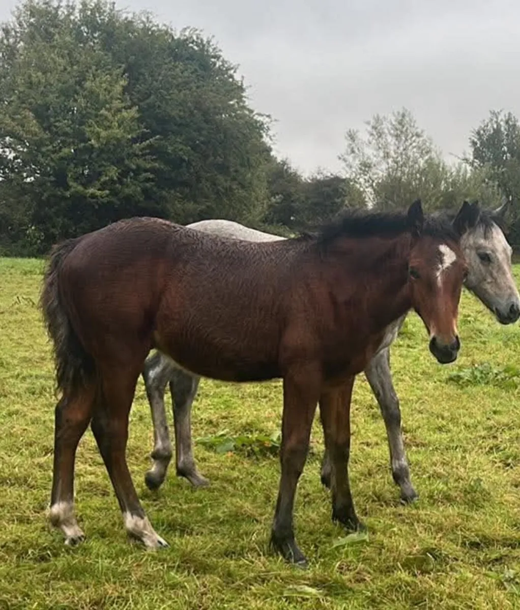 Connemara Colt Foals - Image 4