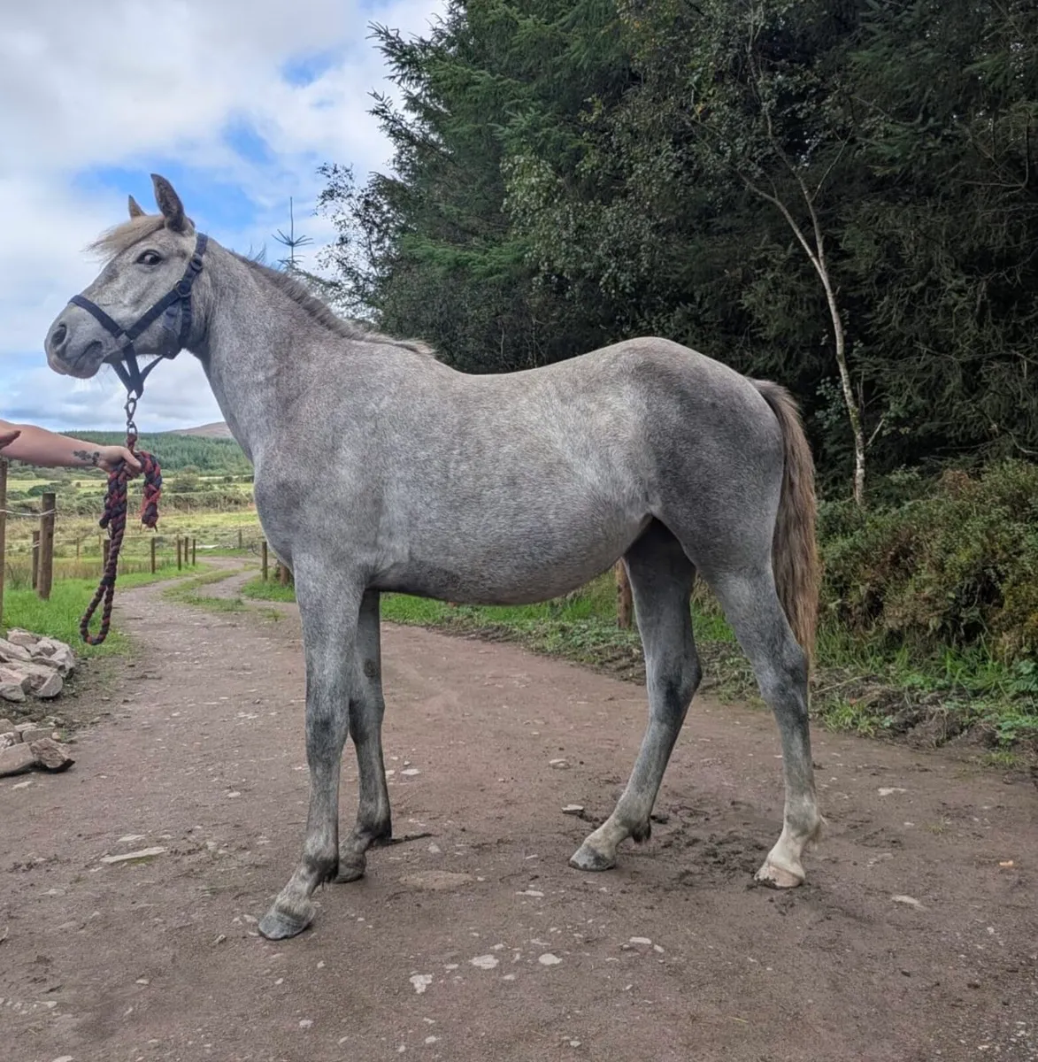Connemara yearling filly - Image 2
