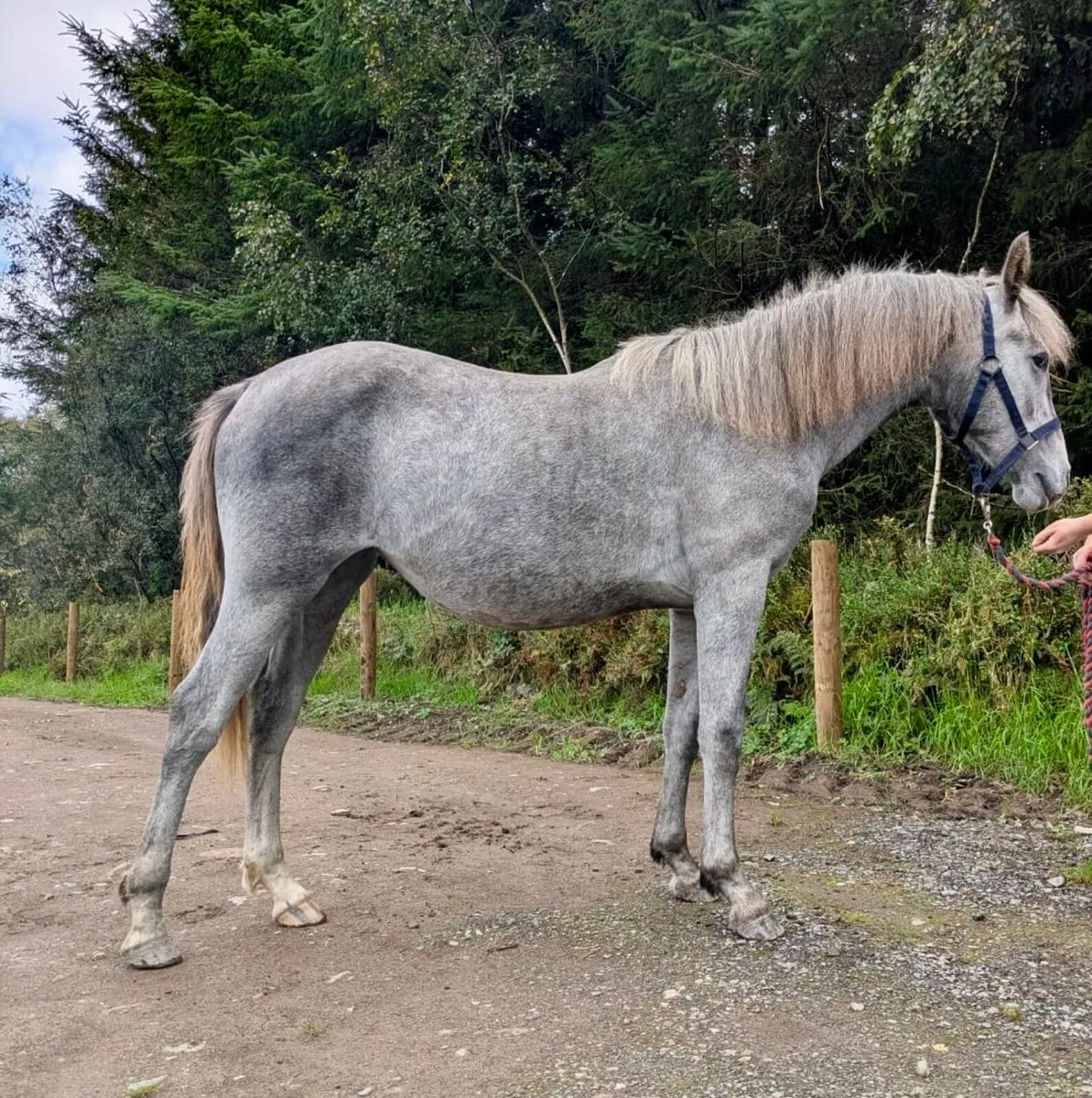 Connemara yearling filly - Image 1