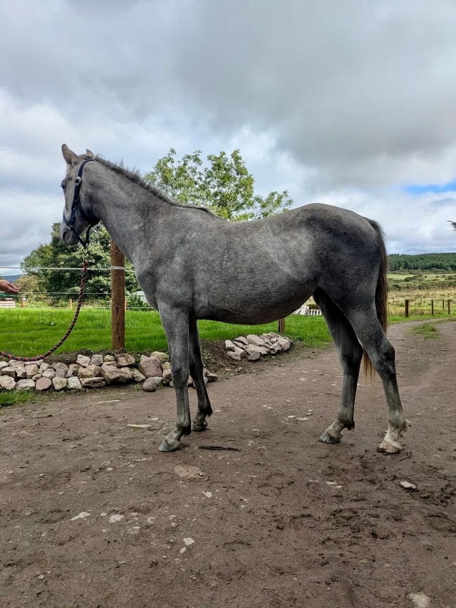 Connemara yearling filly - Image 4