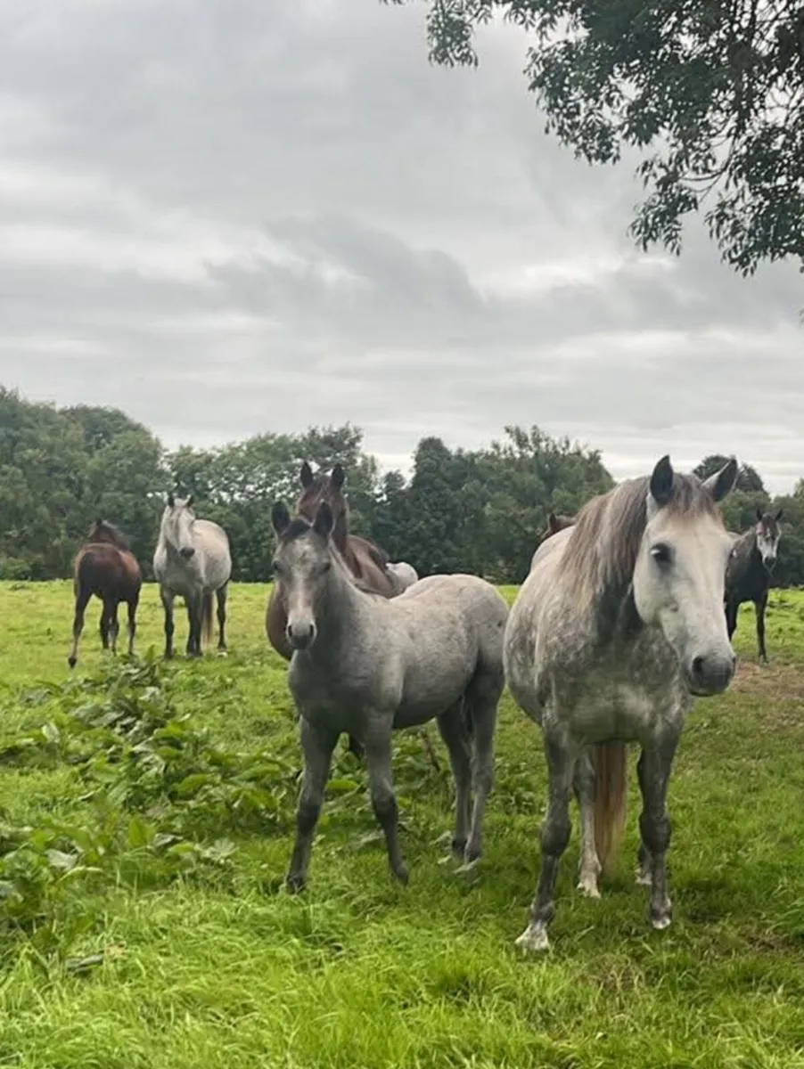 Connemara Colt foals - Image 3