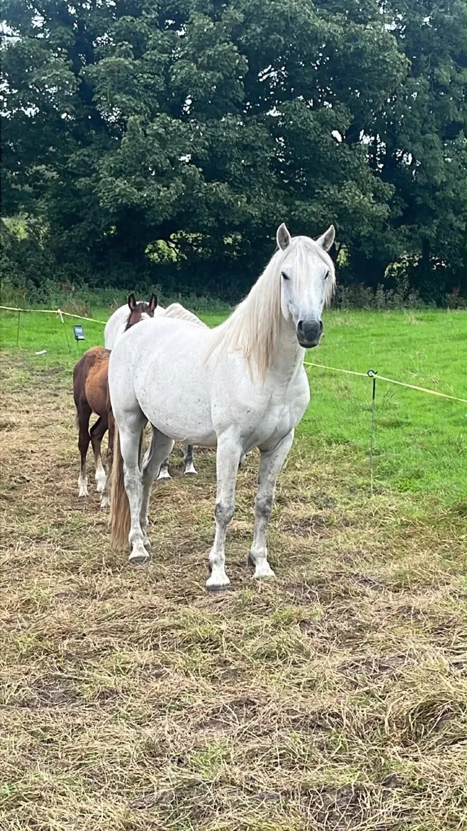 Connemara Colt foals - Image 4
