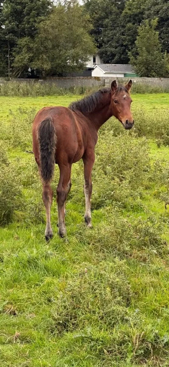 Connemara Colt foals - Image 4