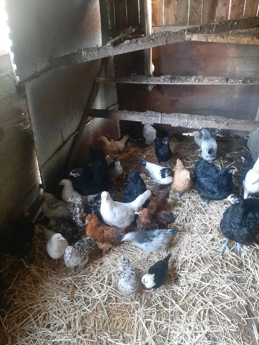 Poultry - Image 1