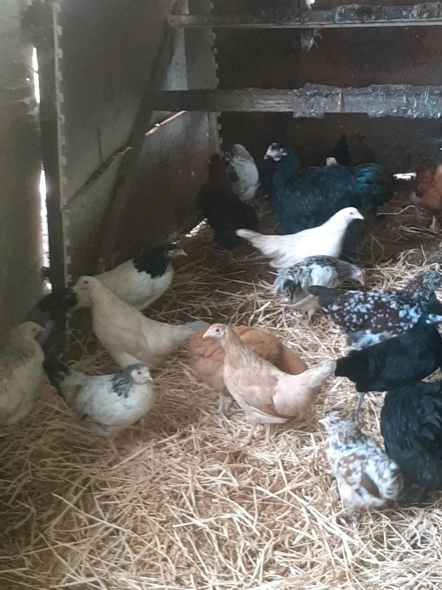 Poultry - Image 2