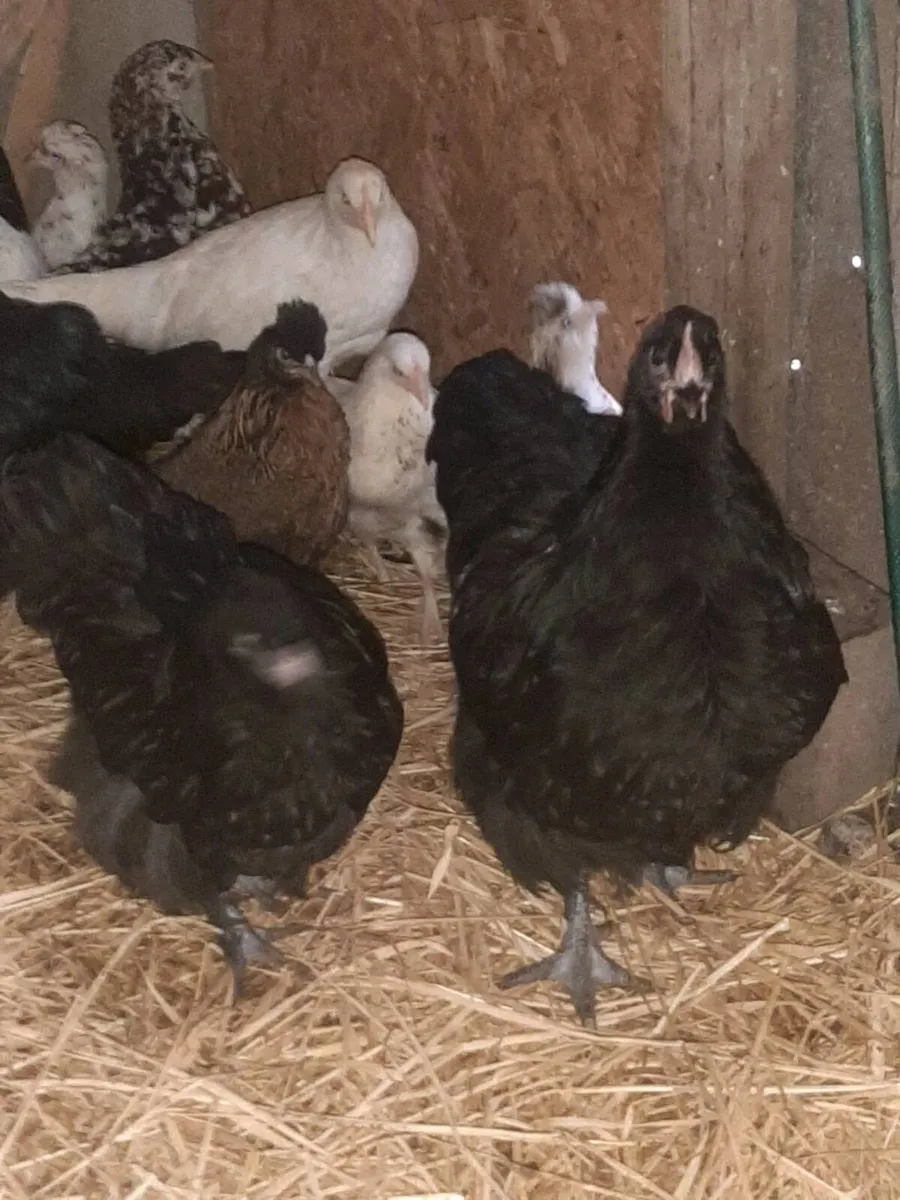 Poultry - Image 3