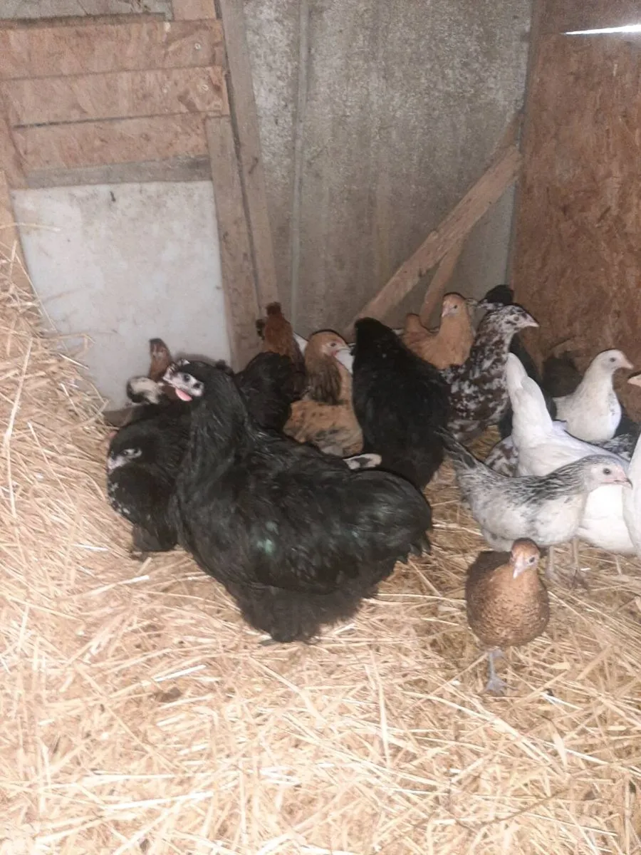 Poultry - Image 4