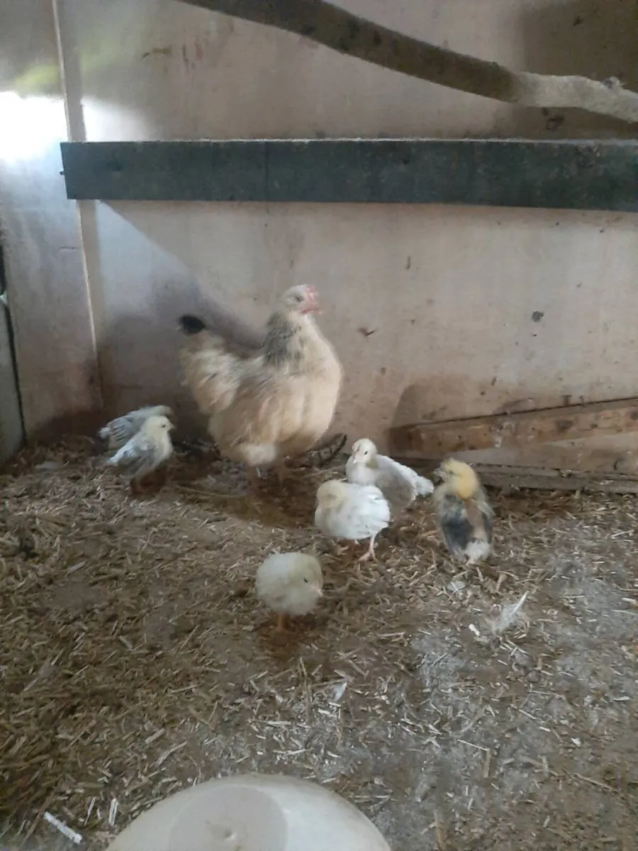 Poultry - Image 4