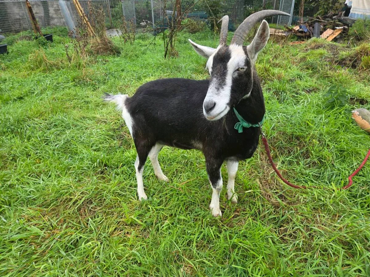 Grisons Striped Female Goat - Image 2