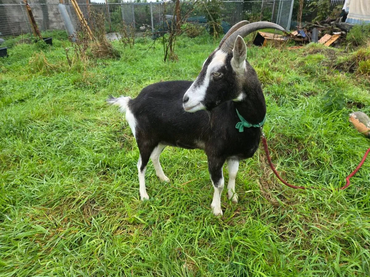 Grisons Striped Female Goat - Image 3