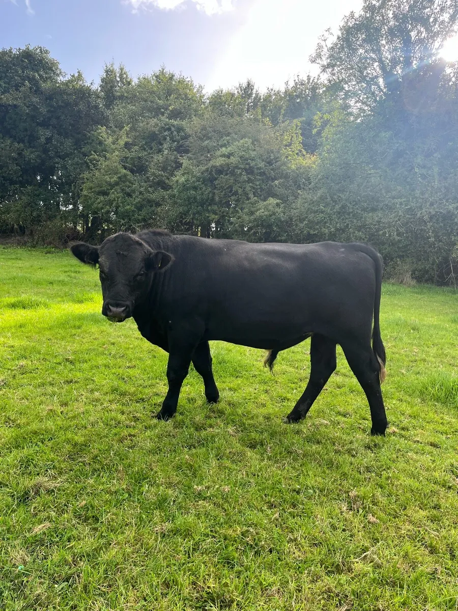 Angus bulls - Image 3