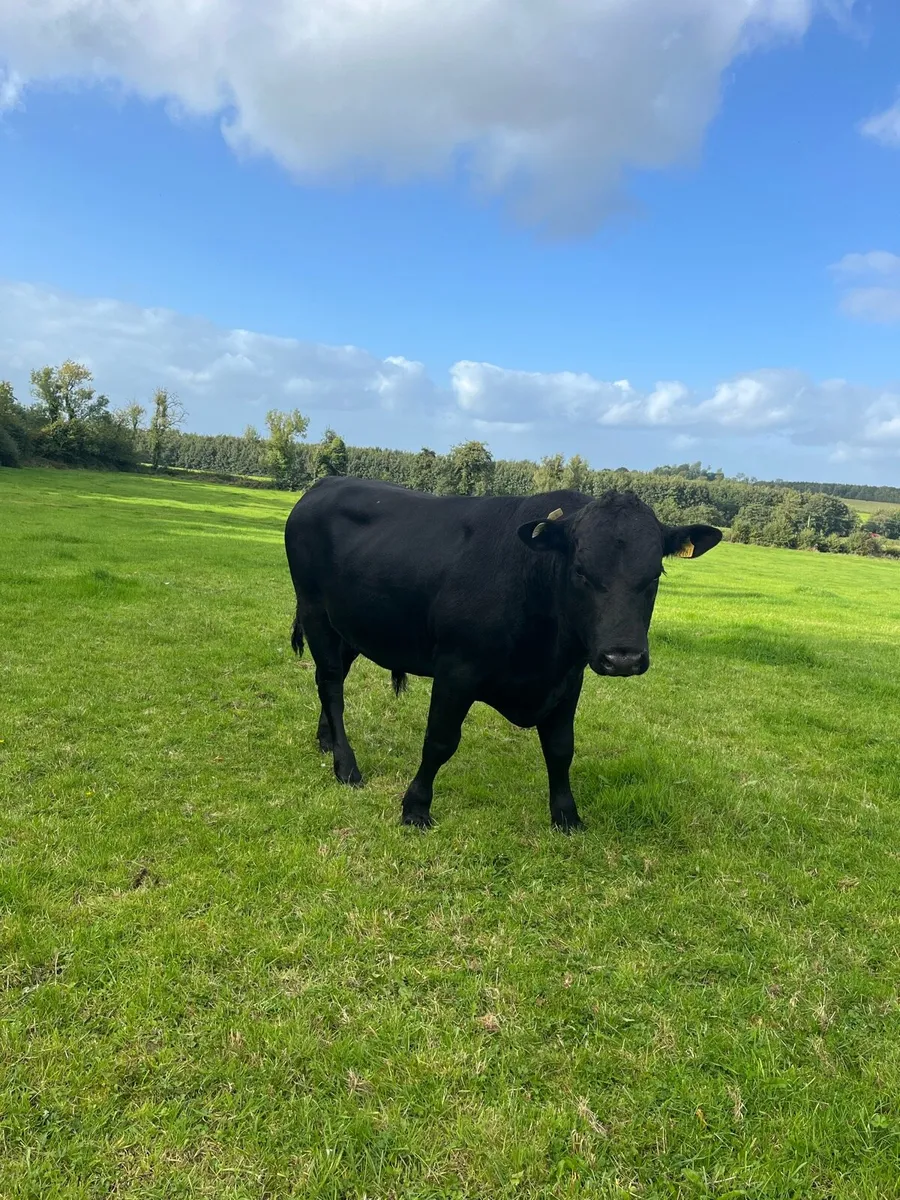 Angus bulls - Image 4