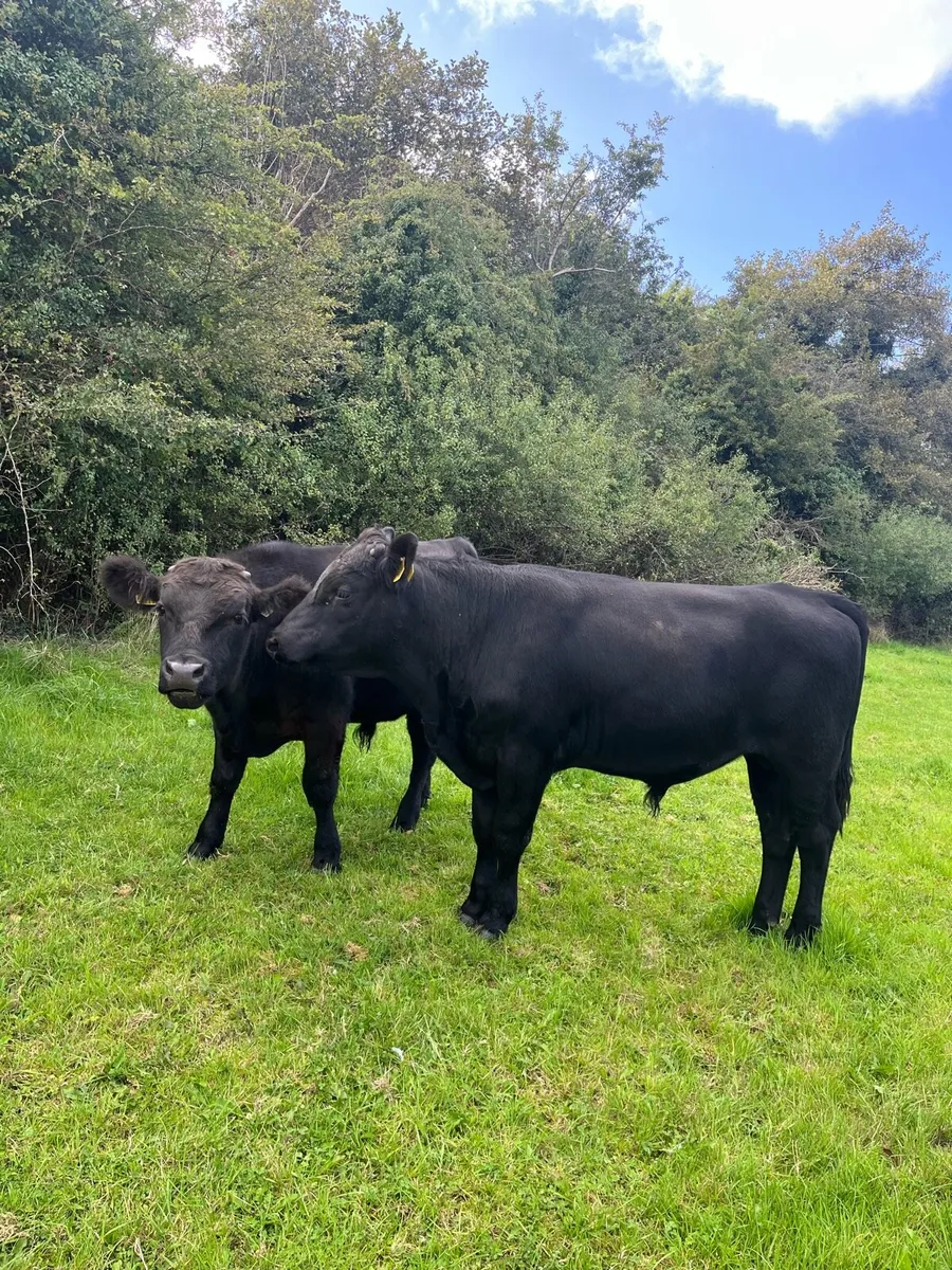 Angus bulls - Image 1