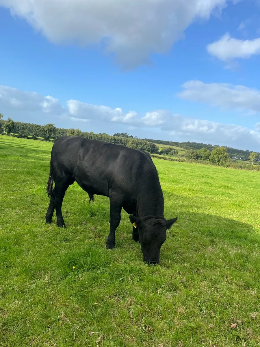 Angus bulls - Image 2