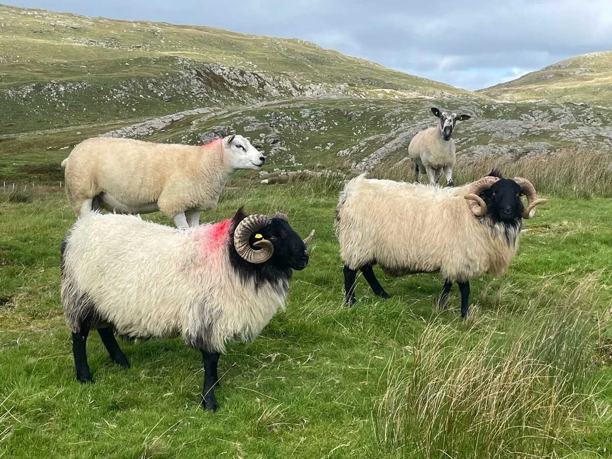 Blackface Rams - Image 1