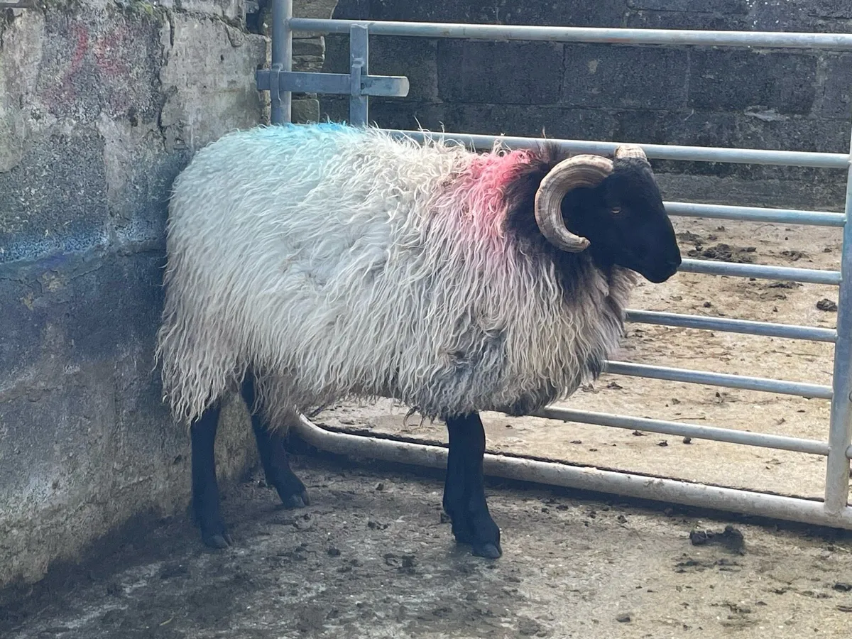 Blackface Rams - Image 2