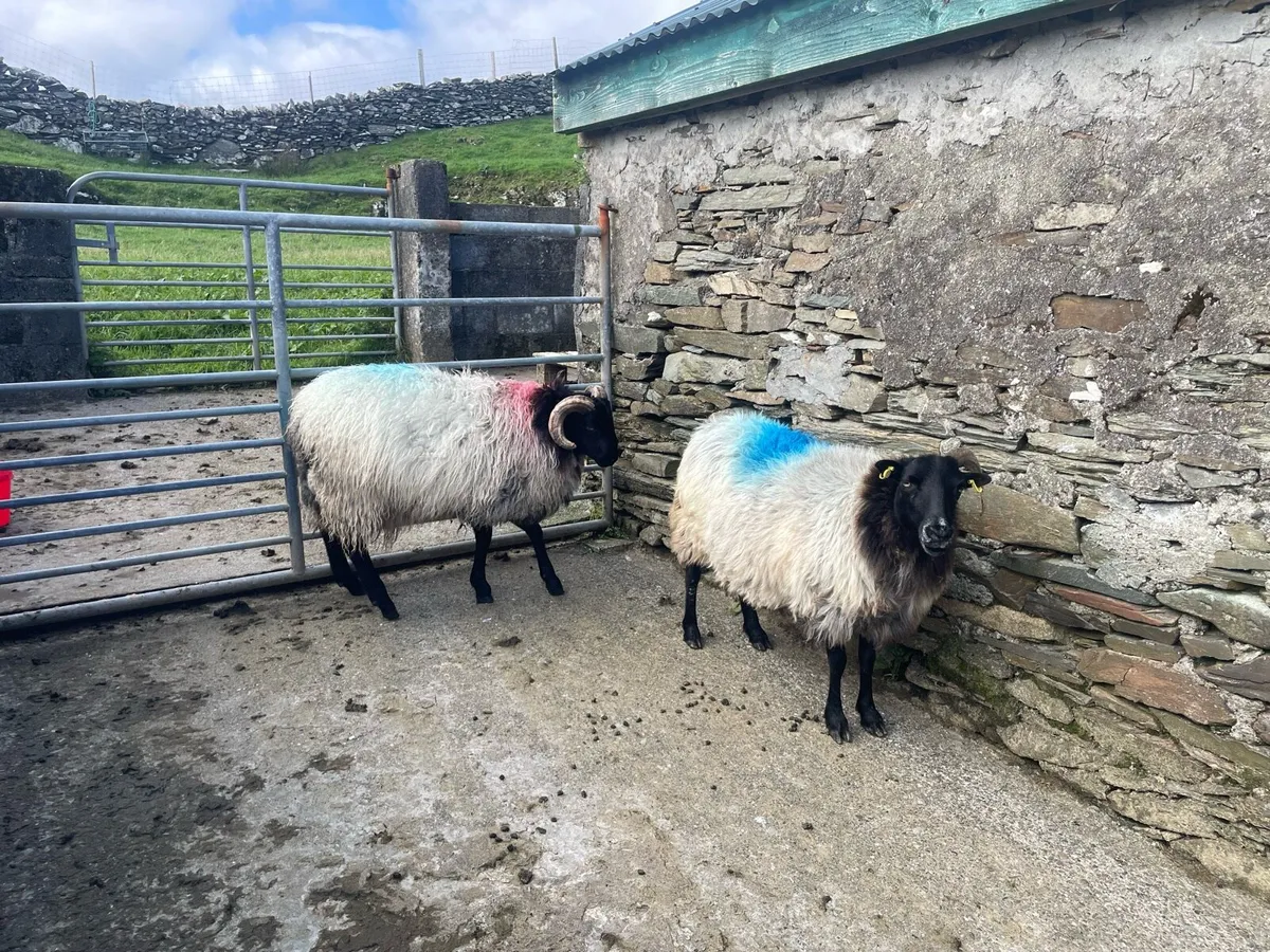 Blackface Rams - Image 3