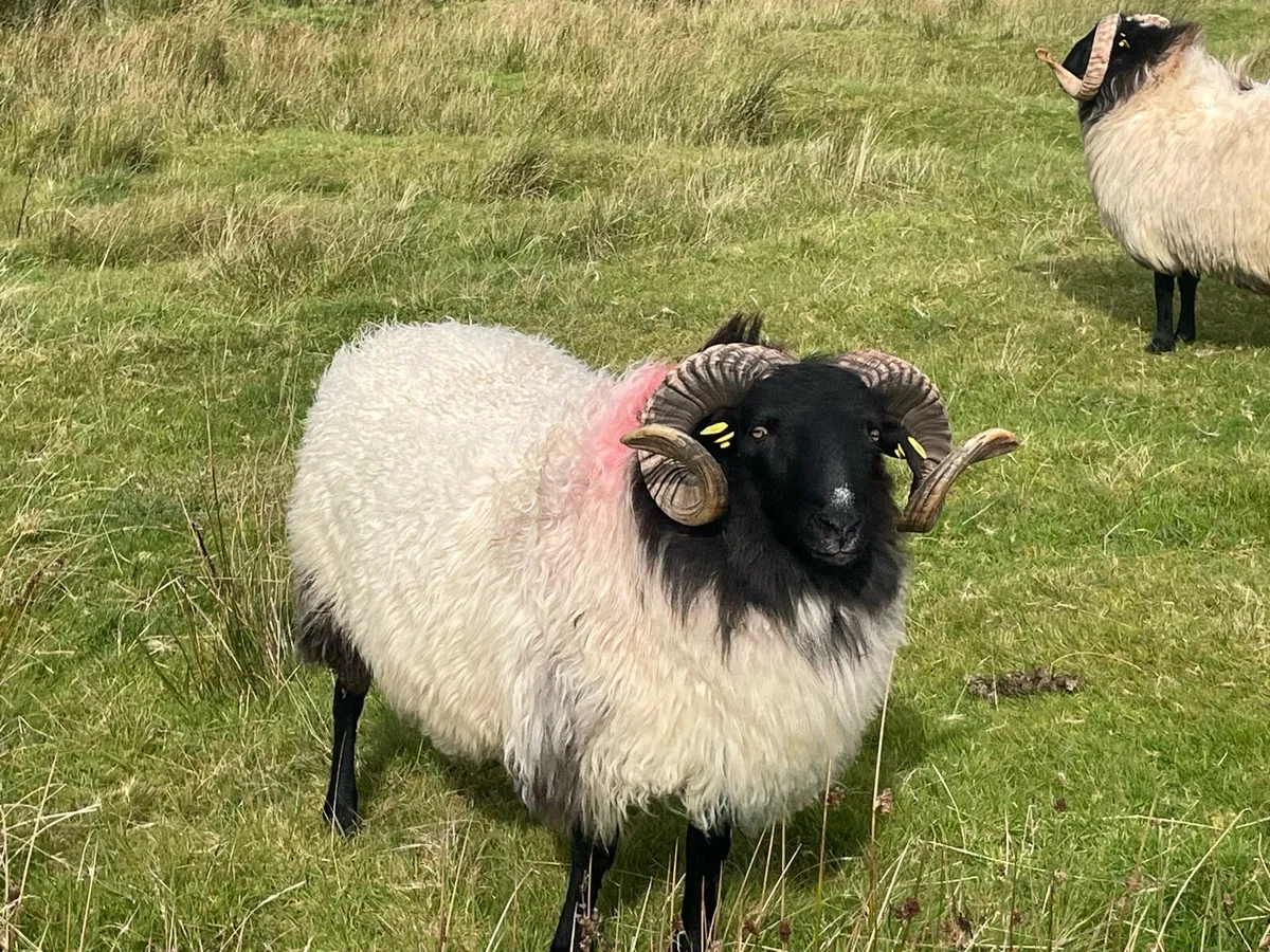Blackface Rams - Image 4